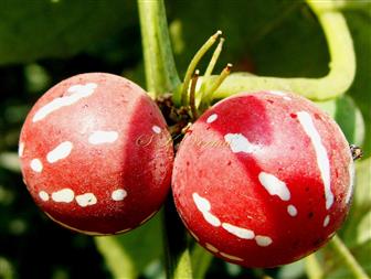  Fruits